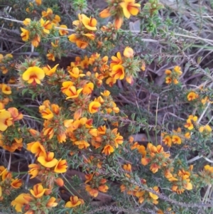 Pultenaea procumbens at Kambah, ACT - 10 Oct 2017