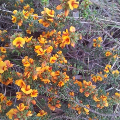 Pultenaea procumbens (Bush Pea) at Kambah, ACT - 10 Oct 2017 by RosemaryRoth
