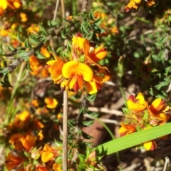 Pultenaea procumbens at Kambah, ACT - 10 Oct 2017