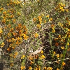 Pultenaea procumbens at Kambah, ACT - 10 Oct 2017