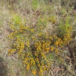 Pultenaea procumbens at Kambah, ACT - 10 Oct 2017