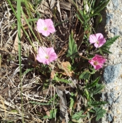 Convolvulus angustissimus subsp. angustissimus (Australian Bindweed) at Kambah, ACT - 13 Oct 2017 by RosemaryRoth