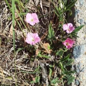 Convolvulus angustissimus subsp. angustissimus at Kambah, ACT - 13 Oct 2017