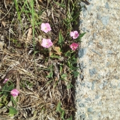 Convolvulus angustissimus subsp. angustissimus at Kambah, ACT - 13 Oct 2017