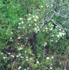 Stellaria pungens (Prickly Starwort) at Conder, ACT - 19 Nov 2000 by michaelb