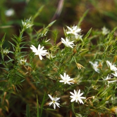 Stellaria pungens (Prickly Starwort) at Conder, ACT - 13 Dec 1999 by MichaelBedingfield