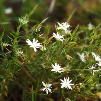 Stellaria pungens (Prickly Starwort) at Conder, ACT - 12 Dec 1999 by michaelb