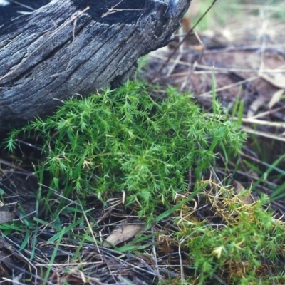 Stellaria pungens (Prickly Starwort) at Tuggeranong Hill - 8 Jun 2000 by michaelb