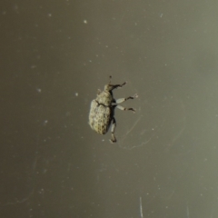 Melanterius sp. (genus) at Conder, ACT - 24 Sep 2017 01:10 AM