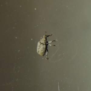 Melanterius sp. (genus) at Conder, ACT - 24 Sep 2017 01:10 AM