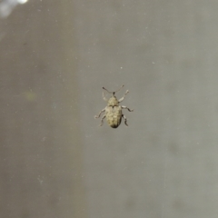 Melanterius sp. (genus) at Conder, ACT - 24 Sep 2017 01:10 AM