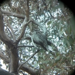 Podargus strigoides (Tawny Frogmouth) at Acton, ACT - 14 Oct 2017 by WalterEgo