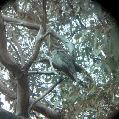 Podargus strigoides (Tawny Frogmouth) at Acton, ACT - 14 Oct 2017 by WalterEgo
