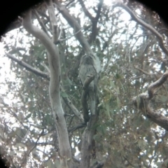 Podargus strigoides at Acton, ACT - 14 Oct 2017