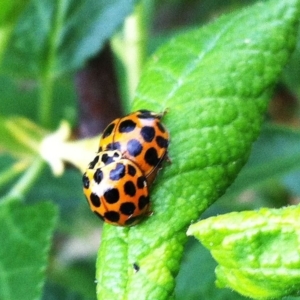 Harmonia conformis at Hughes, ACT - 14 Oct 2017