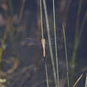 Diplacodes bipunctata at Michelago, NSW - 23 Jan 2015