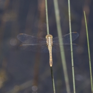 Diplacodes bipunctata at Michelago, NSW - 23 Jan 2015