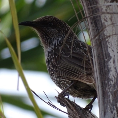 Anthochaera chrysoptera (Little Wattlebird) at Batemans Bay, NSW - 10 Oct 2017 by roymcd