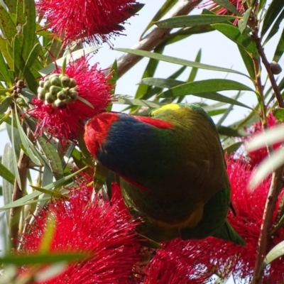 Glossopsitta concinna (Musk Lorikeet) at Batemans Bay, NSW - 11 Oct 2017 by roymcd