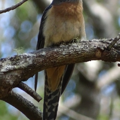 Cacomantis flabelliformis (Fan-tailed Cuckoo) at Mogo, NSW - 11 Oct 2017 by roymcd