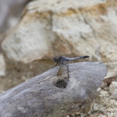 Orthetrum caledonicum (Blue Skimmer) at Michelago, NSW - 23 Jan 2015 by Illilanga