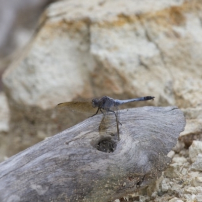 Orthetrum caledonicum (Blue Skimmer) at Michelago, NSW - 23 Jan 2015 by Illilanga