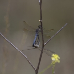 Orthetrum caledonicum at Michelago, NSW - 23 Jan 2015