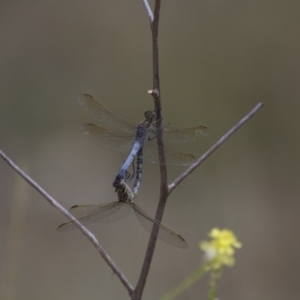 Orthetrum caledonicum at Michelago, NSW - 23 Jan 2015