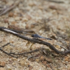 Orthetrum caledonicum at Michelago, NSW - 23 Jan 2015