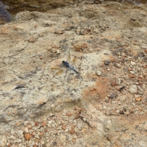 Orthetrum caledonicum at Michelago, NSW - 23 Jan 2015