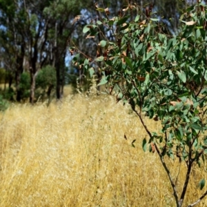 Avena sp. at Hughes, ACT - 26 Dec 2012 11:27 AM