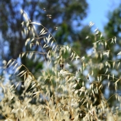 Avena sp. at Hughes, ACT - 26 Dec 2012 11:27 AM