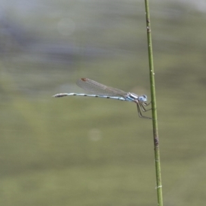 Austrolestes annulosus at Michelago, NSW - 23 Jan 2015