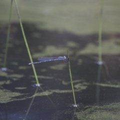 Austrolestes leda at Michelago, NSW - 23 Jan 2015