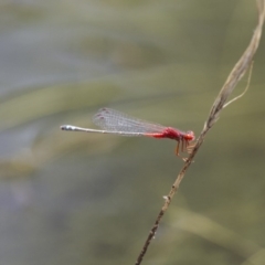 Xanthagrion erythroneurum (Red & Blue Damsel) at Michelago, NSW - 23 Jan 2015 by Illilanga