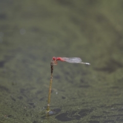 Xanthagrion erythroneurum at Michelago, NSW - 23 Jan 2015