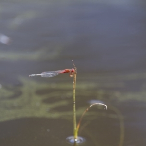 Xanthagrion erythroneurum at Michelago, NSW - 23 Jan 2015