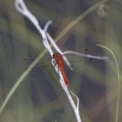 Diplacodes bipunctata at Michelago, NSW - 23 Jan 2015