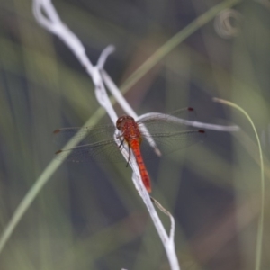 Diplacodes bipunctata at Michelago, NSW - 23 Jan 2015 11:39 AM