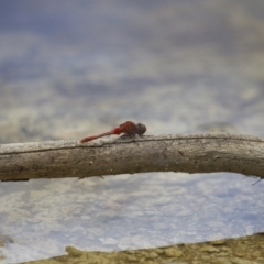 Diplacodes bipunctata at Michelago, NSW - 23 Jan 2015 11:39 AM