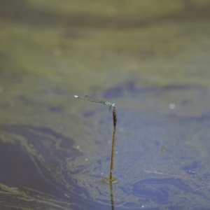 Austroagrion watsoni at Michelago, NSW - 23 Jan 2015 12:10 PM