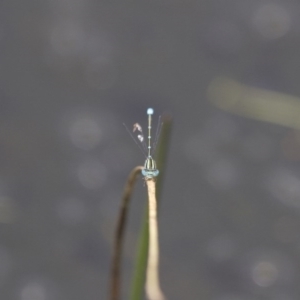 Austroagrion watsoni at Michelago, NSW - 23 Jan 2015