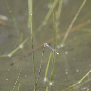 Austroagrion watsoni at Michelago, NSW - 23 Jan 2015