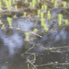 Anax papuensis (Australian Emperor) at Michelago, NSW - 15 Feb 2015 by Illilanga