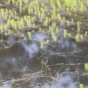 Anax papuensis at Michelago, NSW - 15 Feb 2015