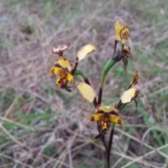 Diuris pardina (Leopard Doubletail) at Kambah, ACT - 13 Oct 2017 by RosemaryRoth