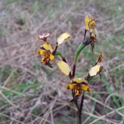 Diuris pardina (Leopard Doubletail) at Kambah, ACT - 14 Oct 2017 by RosemaryRoth