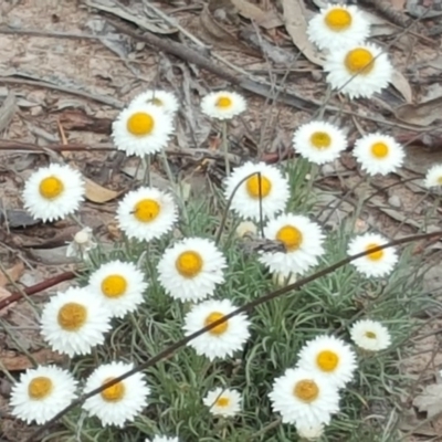 Leucochrysum albicans subsp. tricolor (Hoary Sunray) at Isaacs Ridge - 14 Oct 2017 by Mike