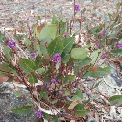 Hardenbergia violacea (False Sarsaparilla) at Isaacs, ACT - 14 Oct 2017 by Mike