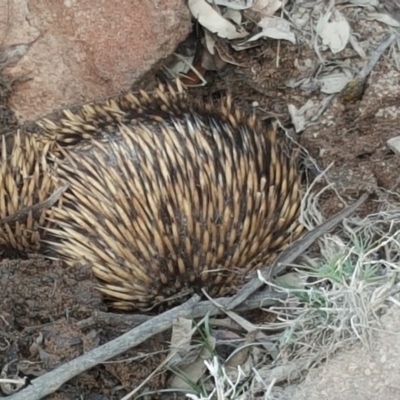 Tachyglossus aculeatus (Short-beaked Echidna) at Symonston, ACT - 14 Oct 2017 by Mike